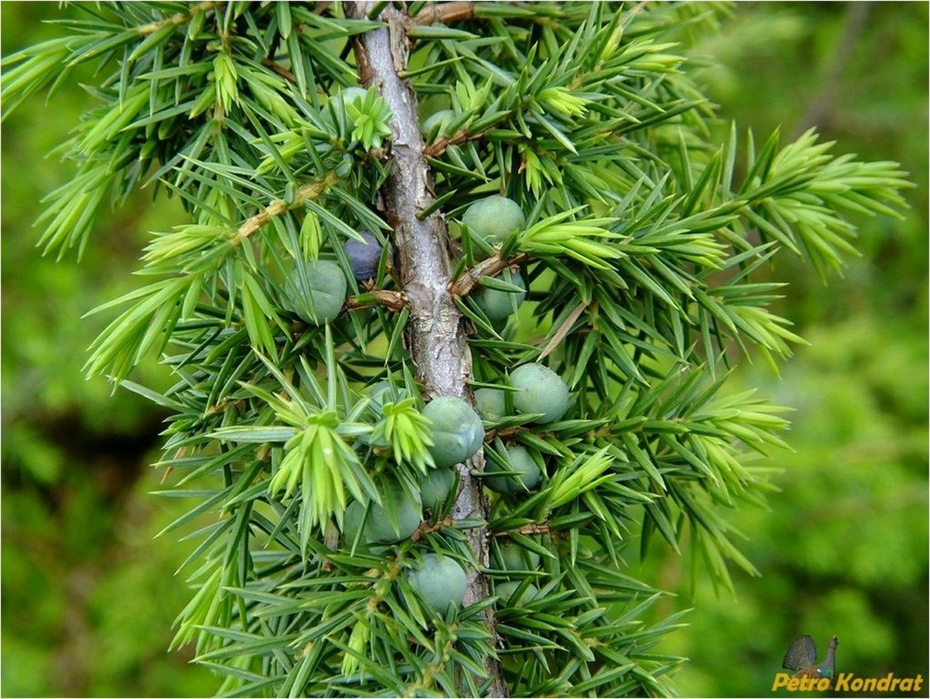 Изображение особи Juniperus communis.