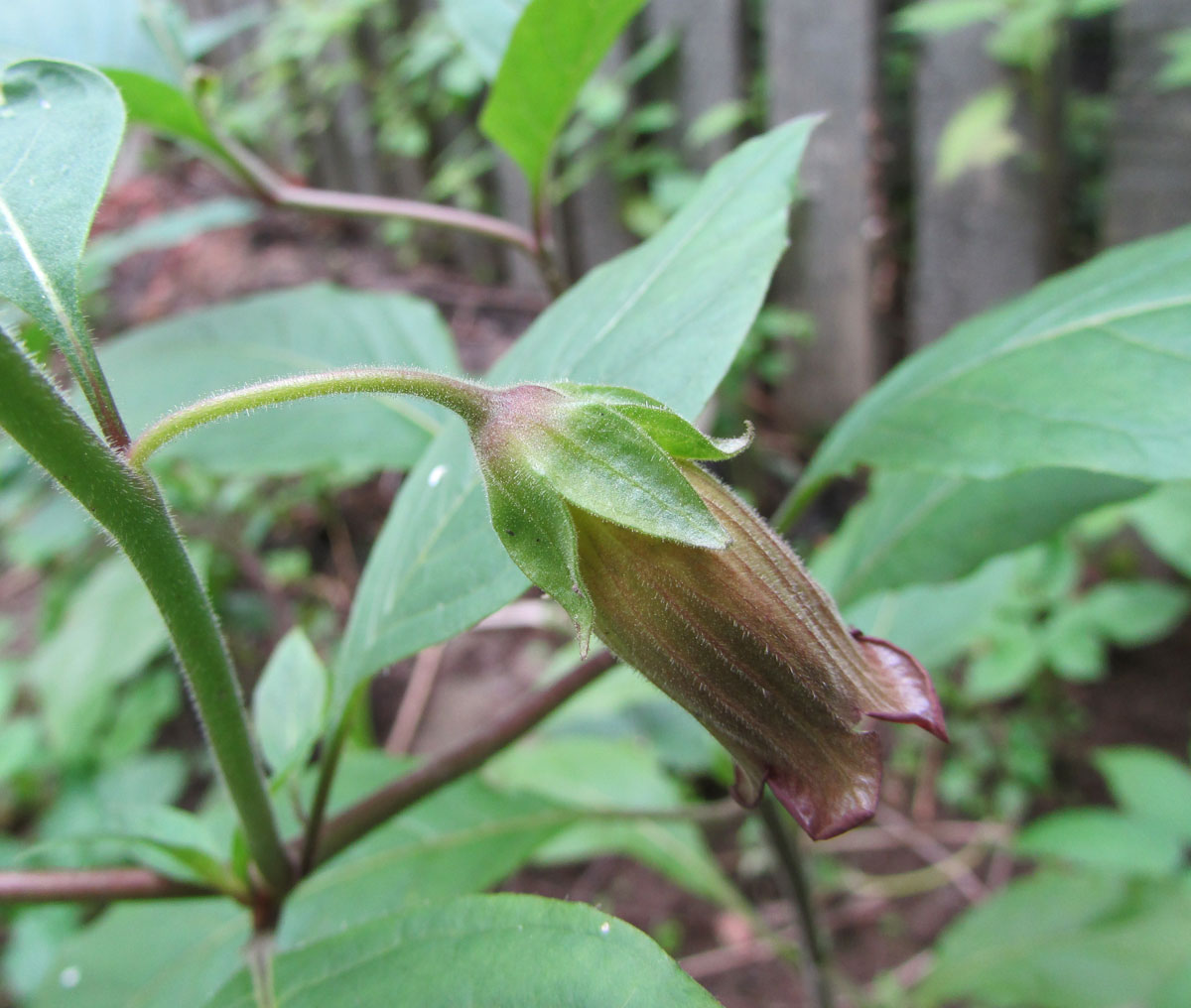 Image of Atropa acuminata specimen.