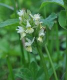 Dactylorhiza подвид georgica