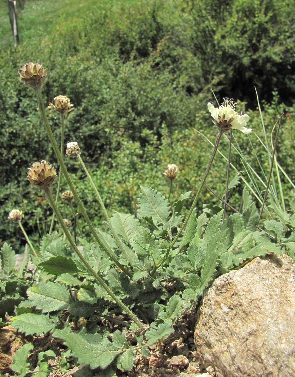 Изображение особи Cephalaria dagestanica.