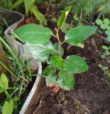 Cotoneaster lucidus