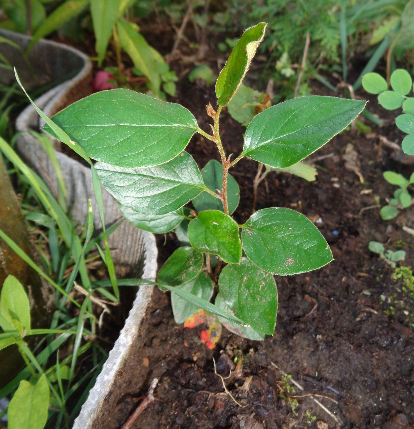 Image of Cotoneaster lucidus specimen.