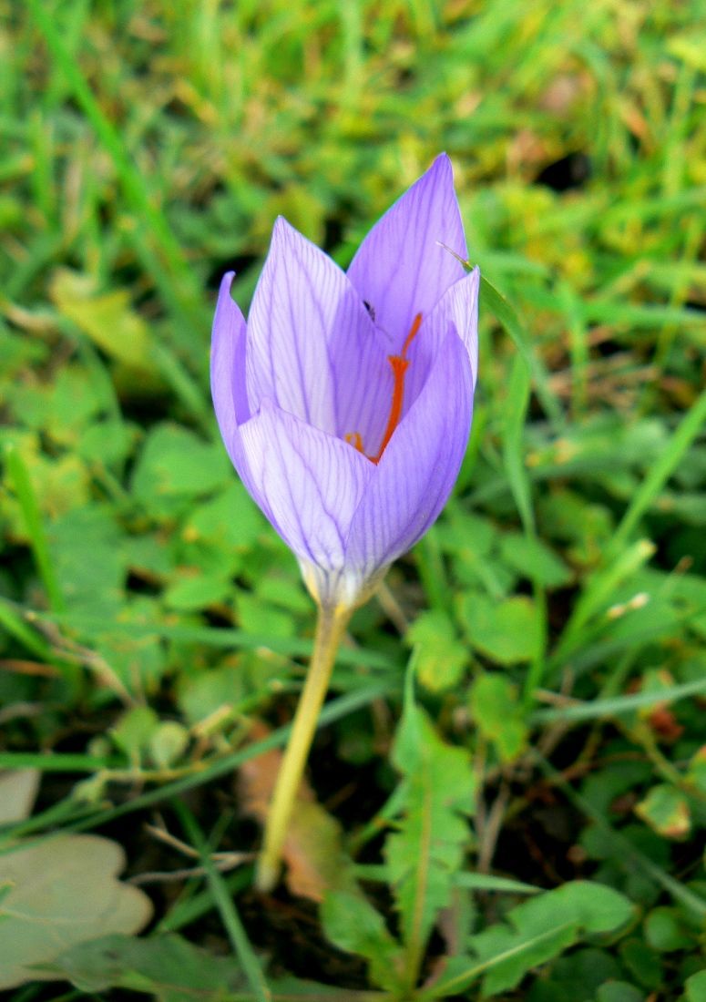 Image of Crocus speciosus specimen.