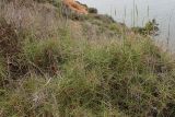 Brachypodium retusum