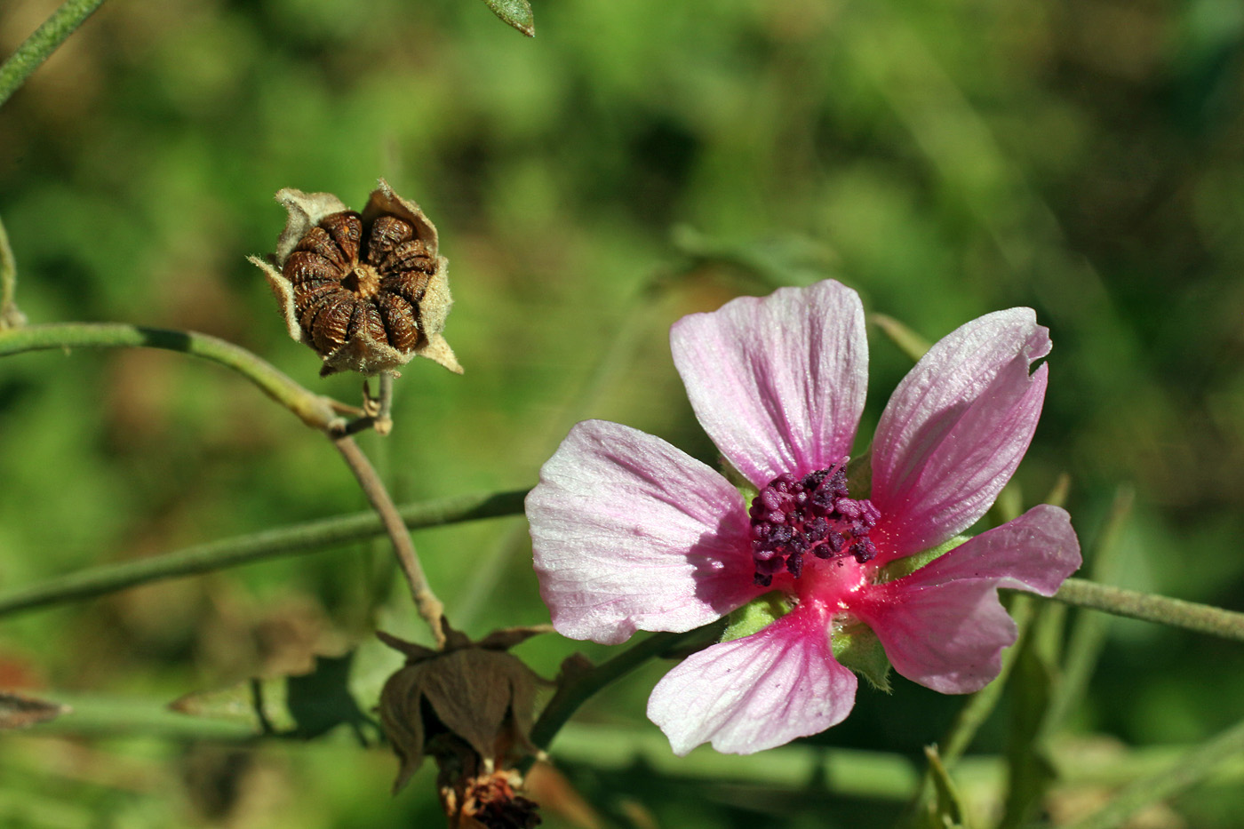 Image of Althaea cannabina specimen.
