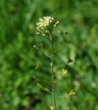 Capsella bursa-pastoris. Верхушка цветущего и плодоносящего побега. Восточный Казахстан, г. Усть-Каменогорск, правый берег р. Иртыш, луг. 16.05.2018.