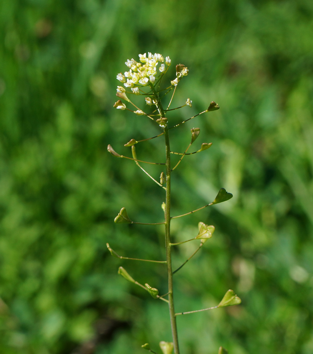 Image of Capsella bursa-pastoris specimen.