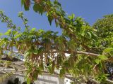 Morus alba