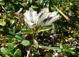 Gentiana algida