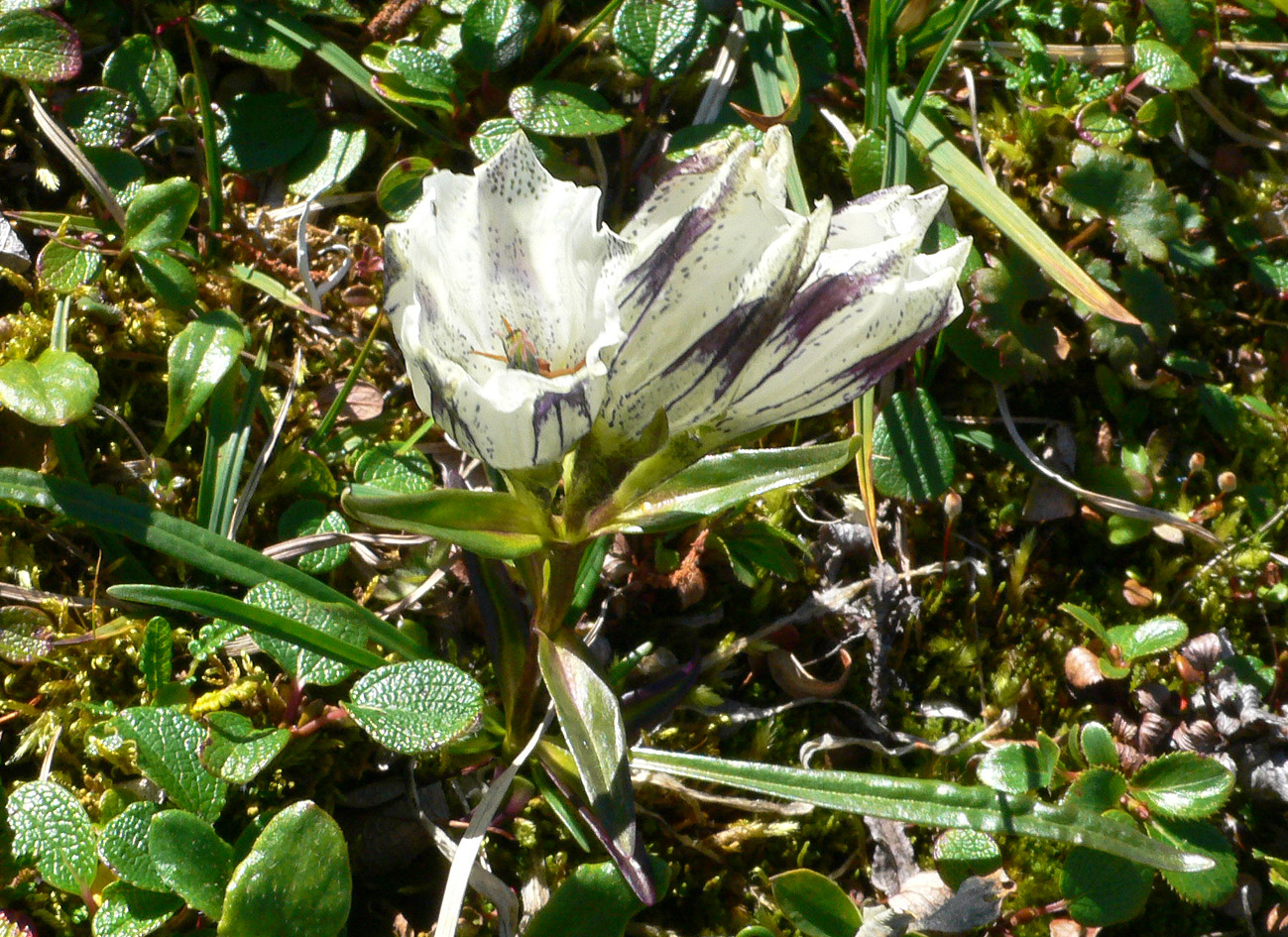 Image of Gentiana algida specimen.