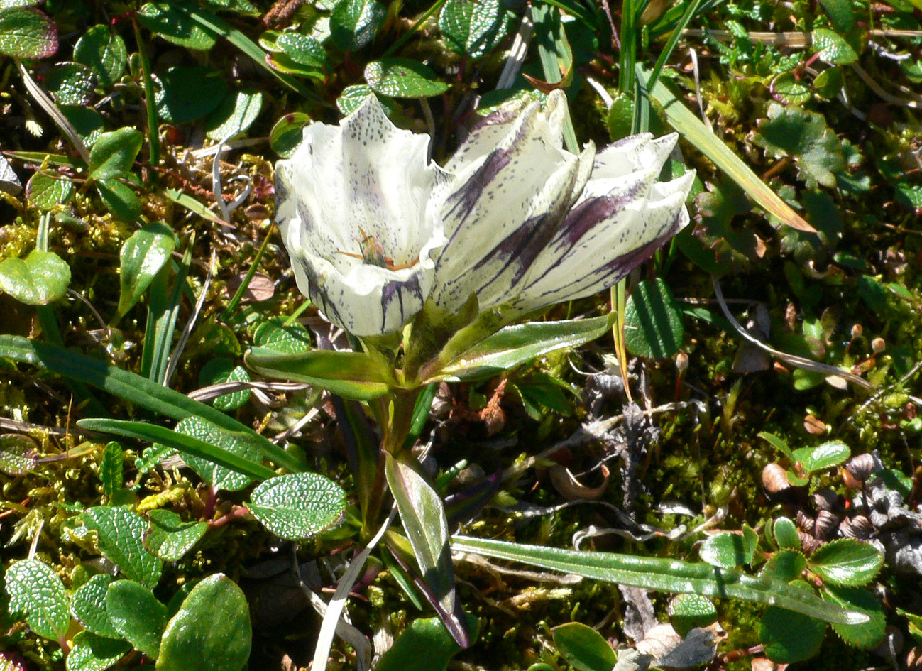 Изображение особи Gentiana algida.