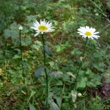 Leucanthemum vulgare