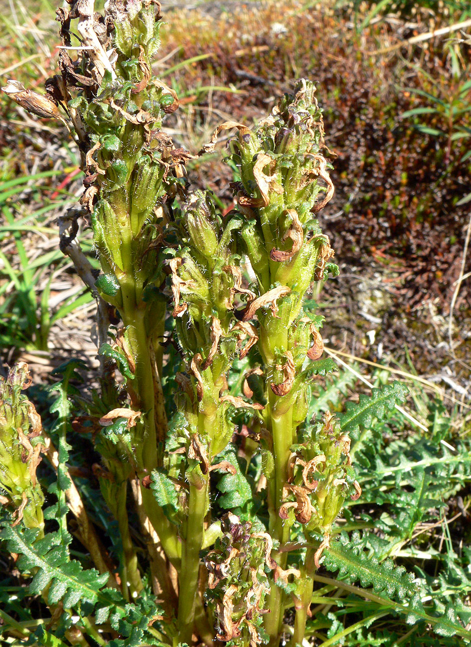 Image of genus Pedicularis specimen.