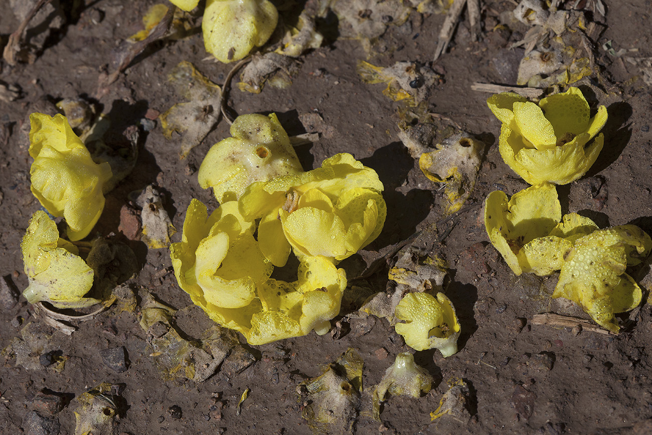 Image of Verbascum songaricum specimen.