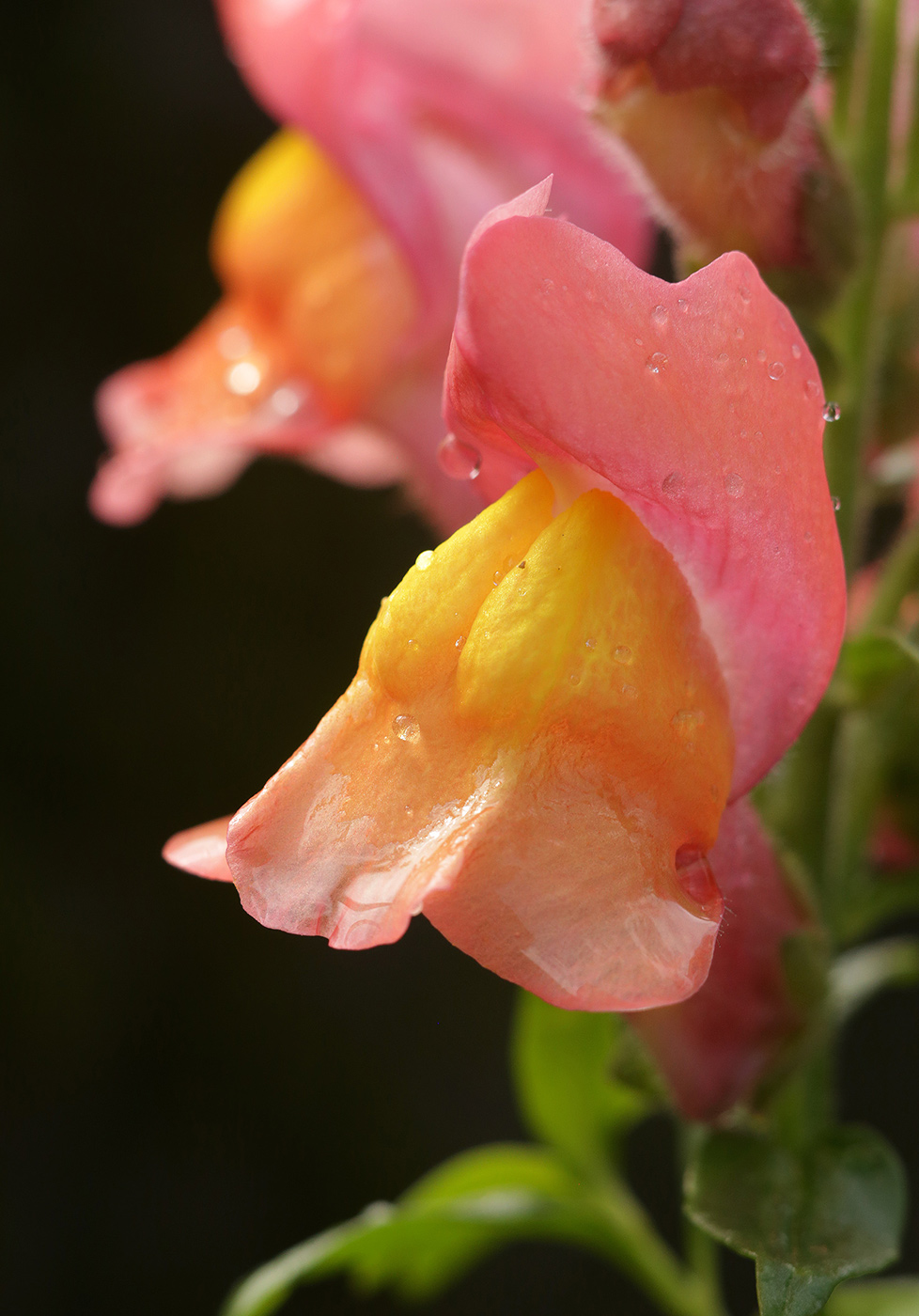 Изображение особи Antirrhinum majus.