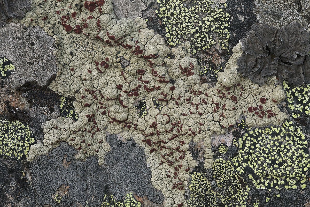 Image of Ophioparma ventosa specimen.