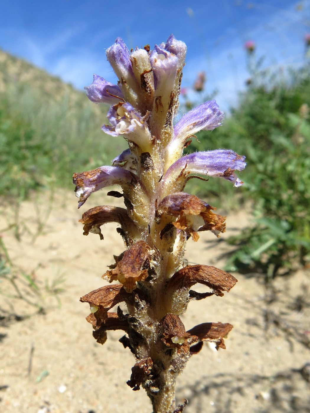 Image of Orobanche coerulescens specimen.