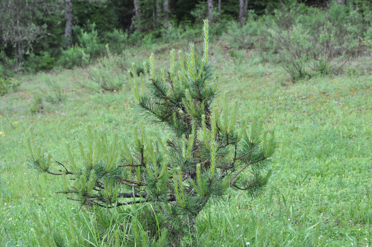 Image of Pinus sylvestris ssp. hamata specimen.