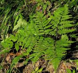 Pteridium подвид sibiricum