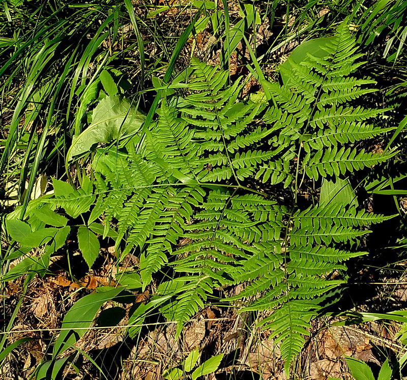 Изображение особи Pteridium pinetorum ssp. sibiricum.