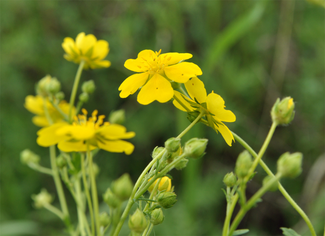 Image of Potentilla chrysantha specimen.