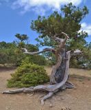 Juniperus excelsa. Повреждённый огнём ствол старого дерева. Крым, ботанический заказник Караул-Оба, особо охраняемая территория. 23.06.2017.