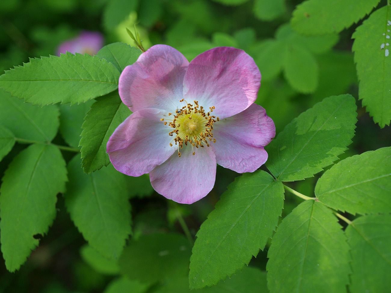 Изображение особи Rosa cinnamomea.