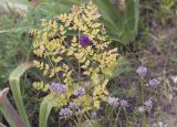 Ferula kirialovii