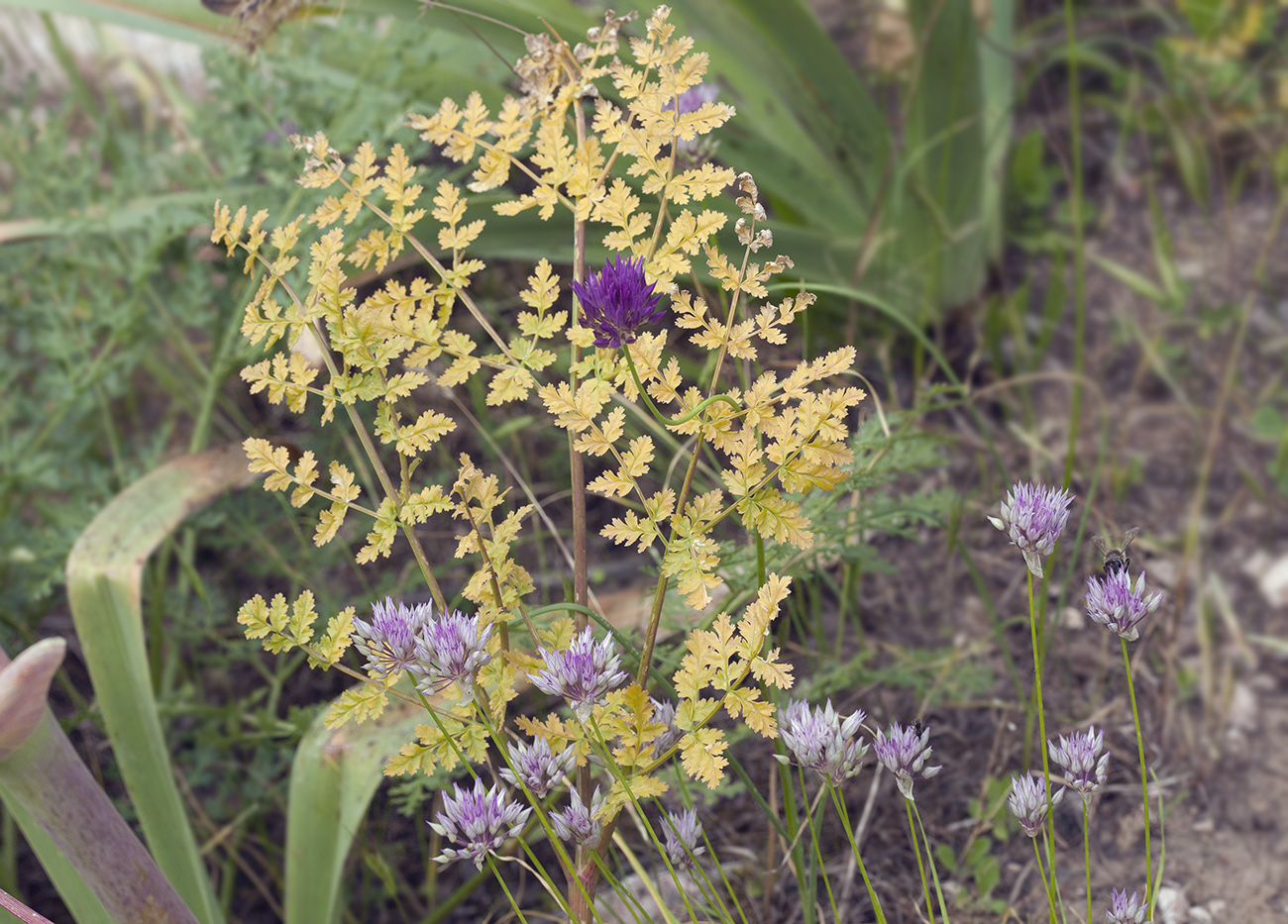 Image of Ferula kirialovii specimen.