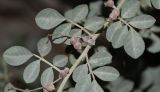 Indigofera articulata