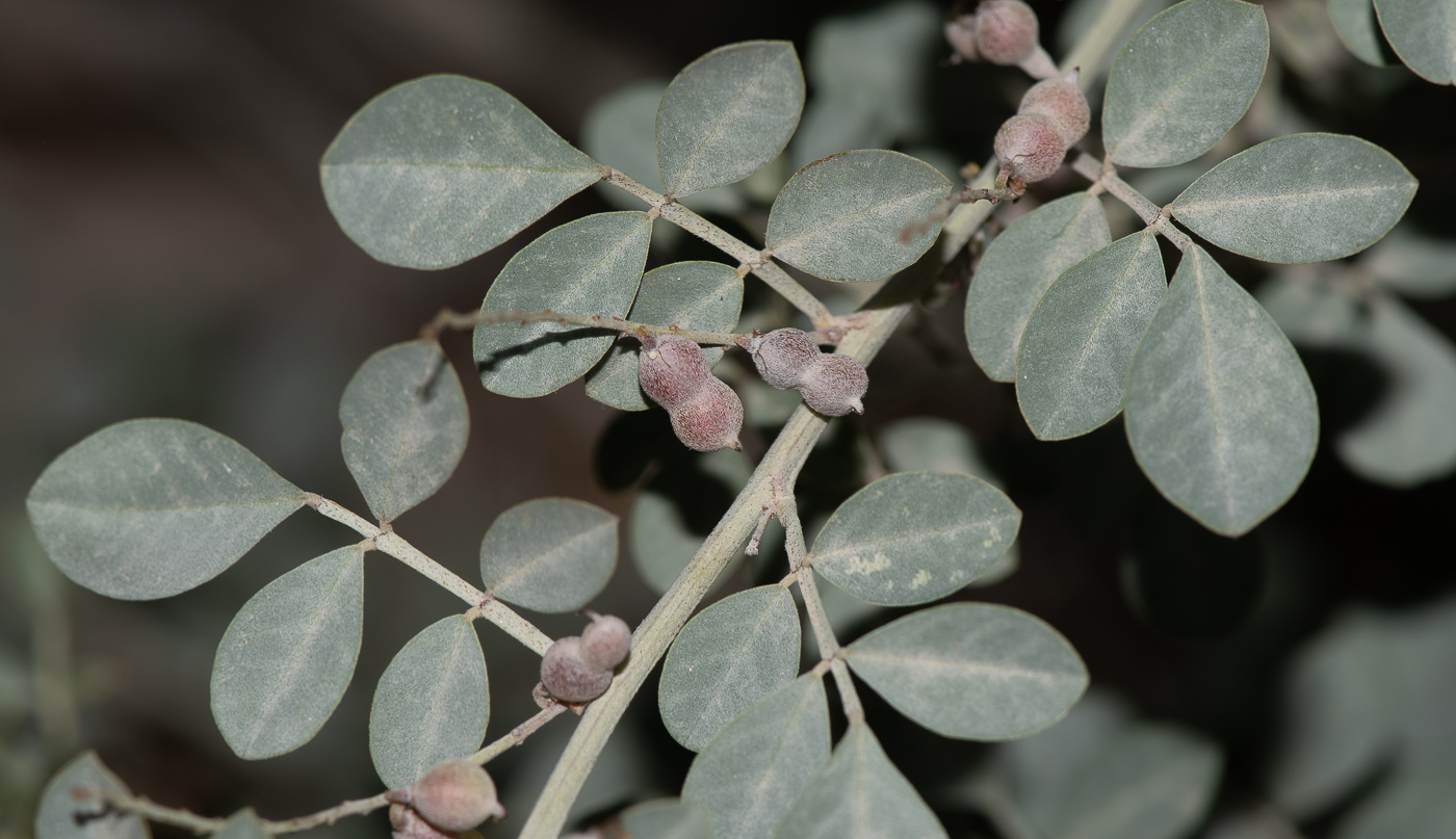 Image of Indigofera articulata specimen.