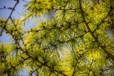 Larix kaempferi