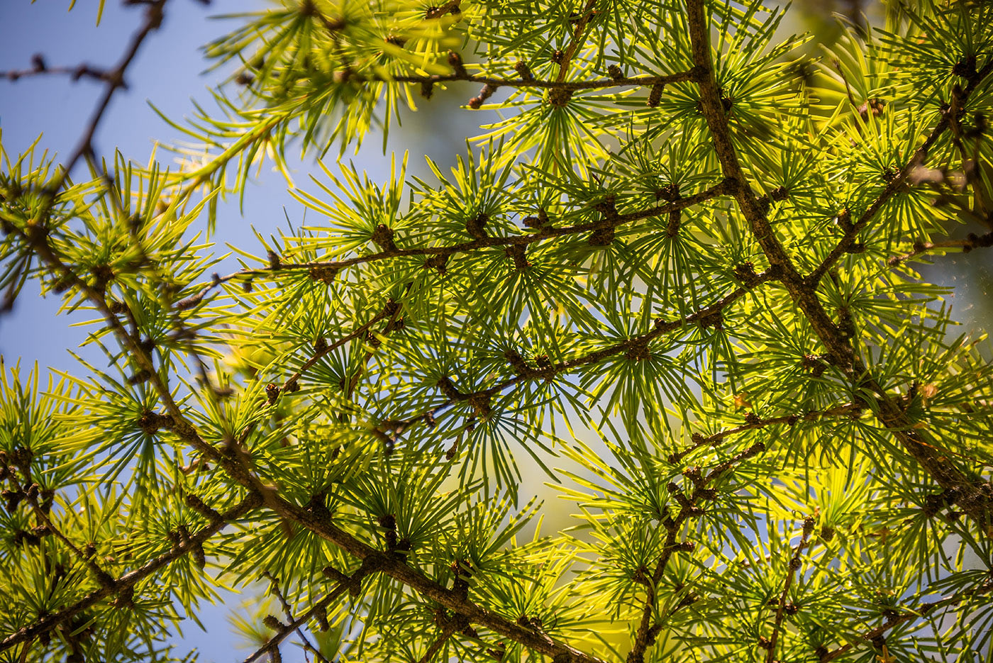 Изображение особи Larix kaempferi.