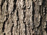 Alnus glutinosa