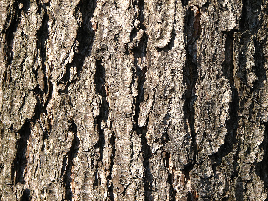 Image of Alnus glutinosa specimen.