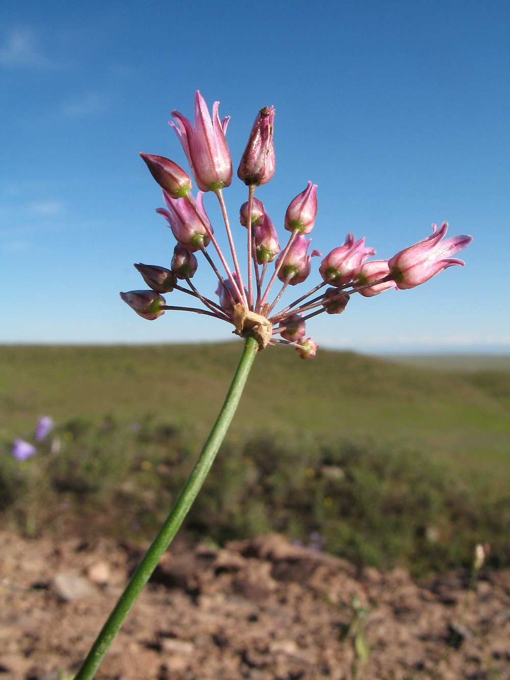 Image of Allium inops specimen.