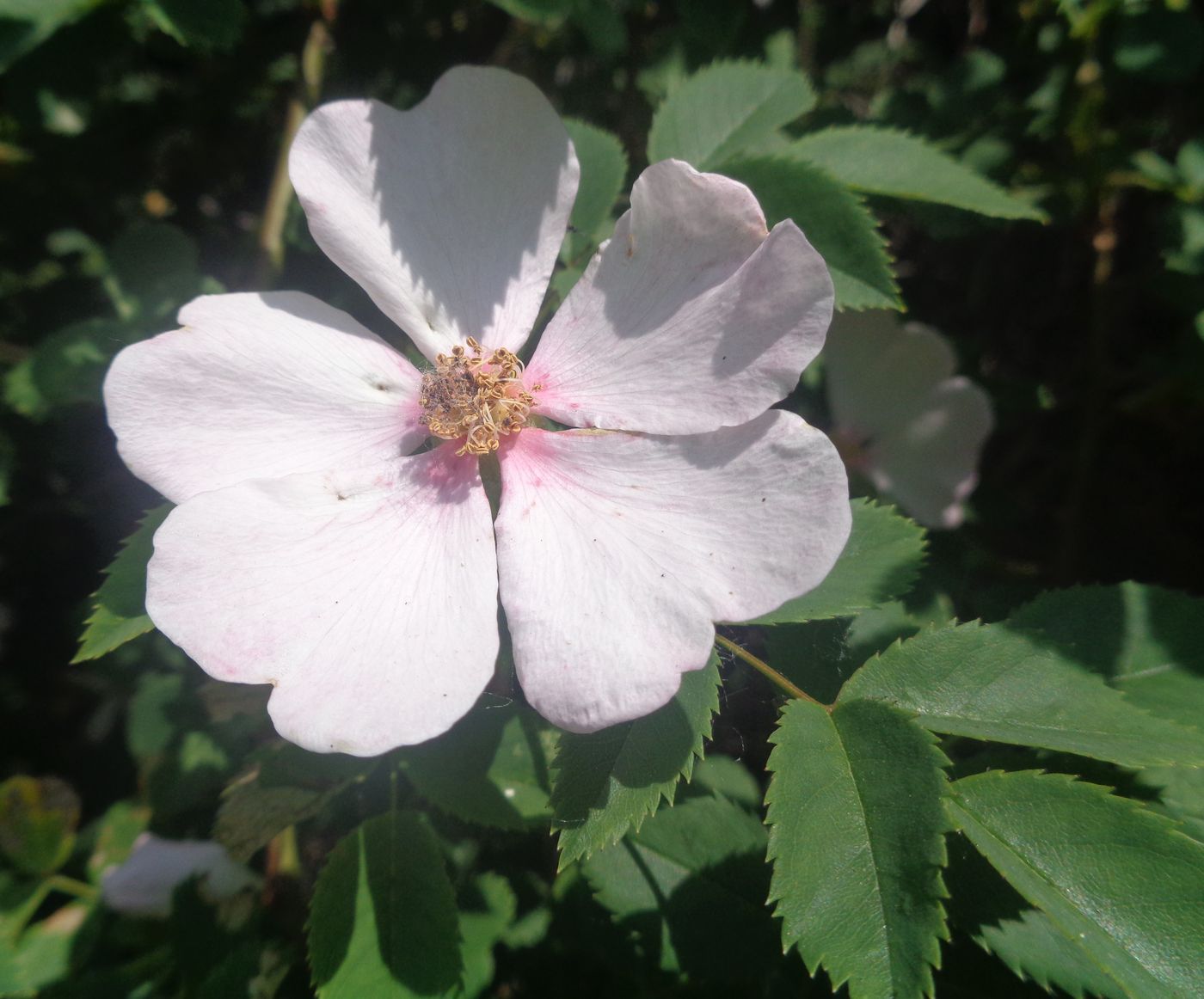 Image of genus Rosa specimen.