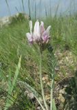 genus Astragalus