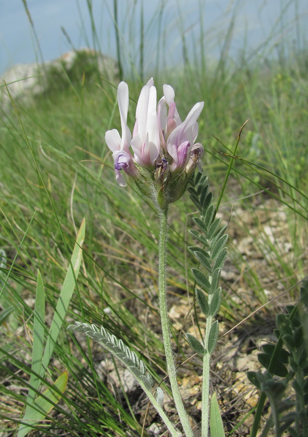 Image of genus Astragalus specimen.