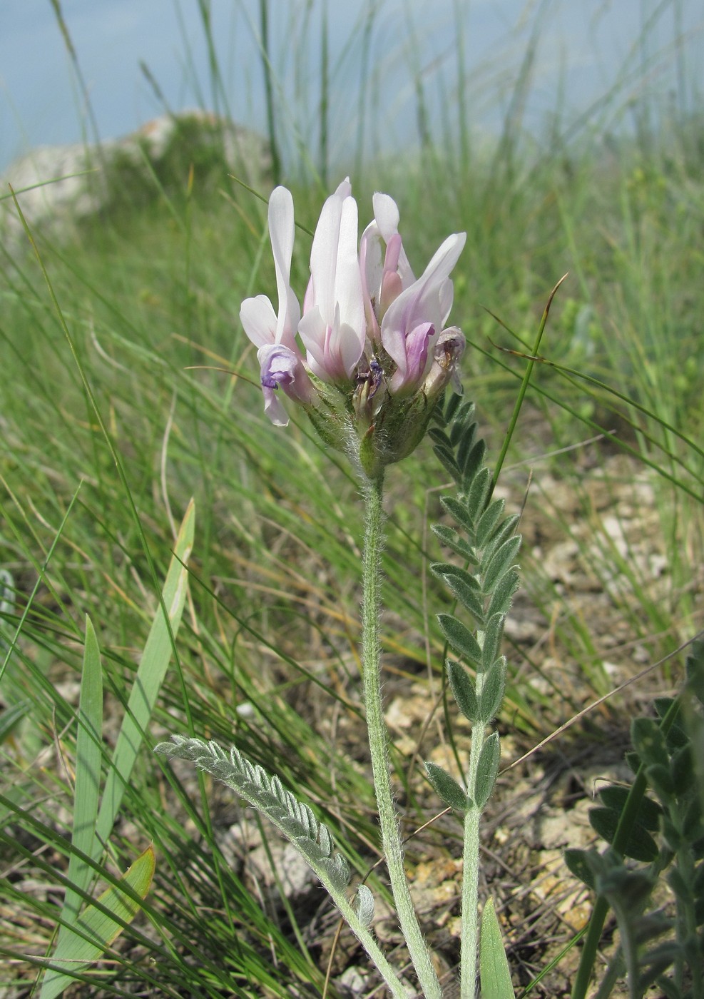 Image of genus Astragalus specimen.