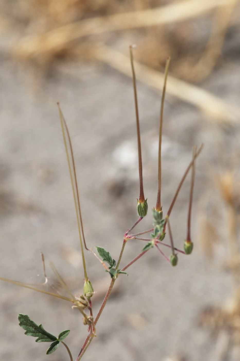 Image of Erodium oxyrhynchum specimen.