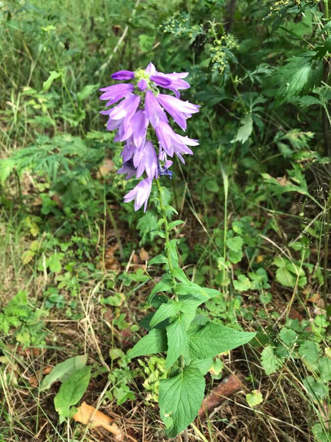 Изображение особи Campanula bononiensis.