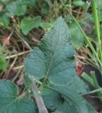 Campanula alliariifolia. Стеблевой лист. Кабардино-Балкария, Эльбрусский р-н, окр. г. Тырныауз, ок. 1400 м н.у.м., каменистый склон. 05.07.2019.