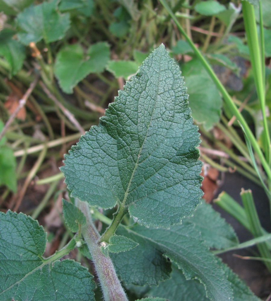 Изображение особи Campanula alliariifolia.