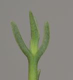 Jordaaniella anemoniflora