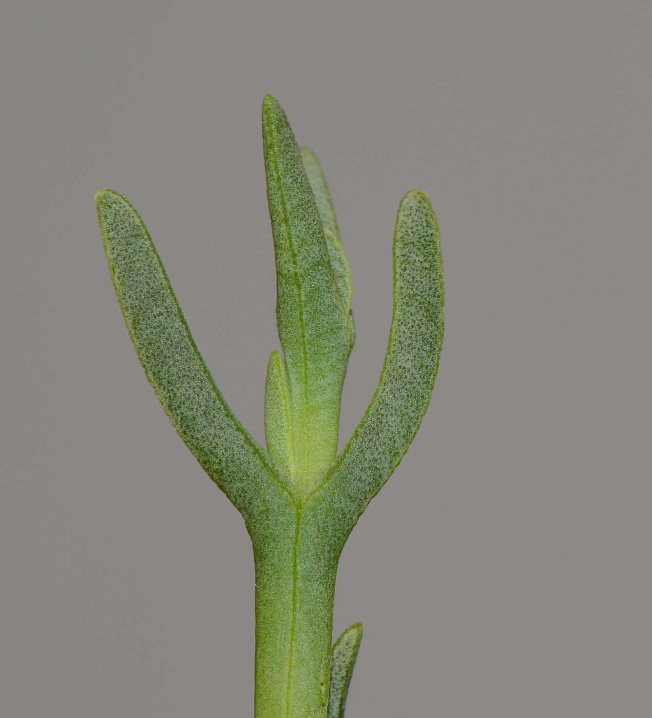 Изображение особи Jordaaniella anemoniflora.