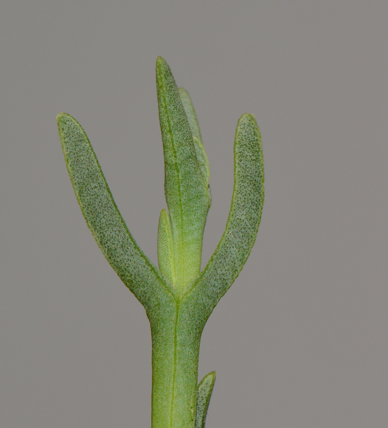 Изображение особи Jordaaniella anemoniflora.