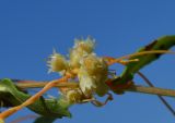 Cuscuta cesatiana