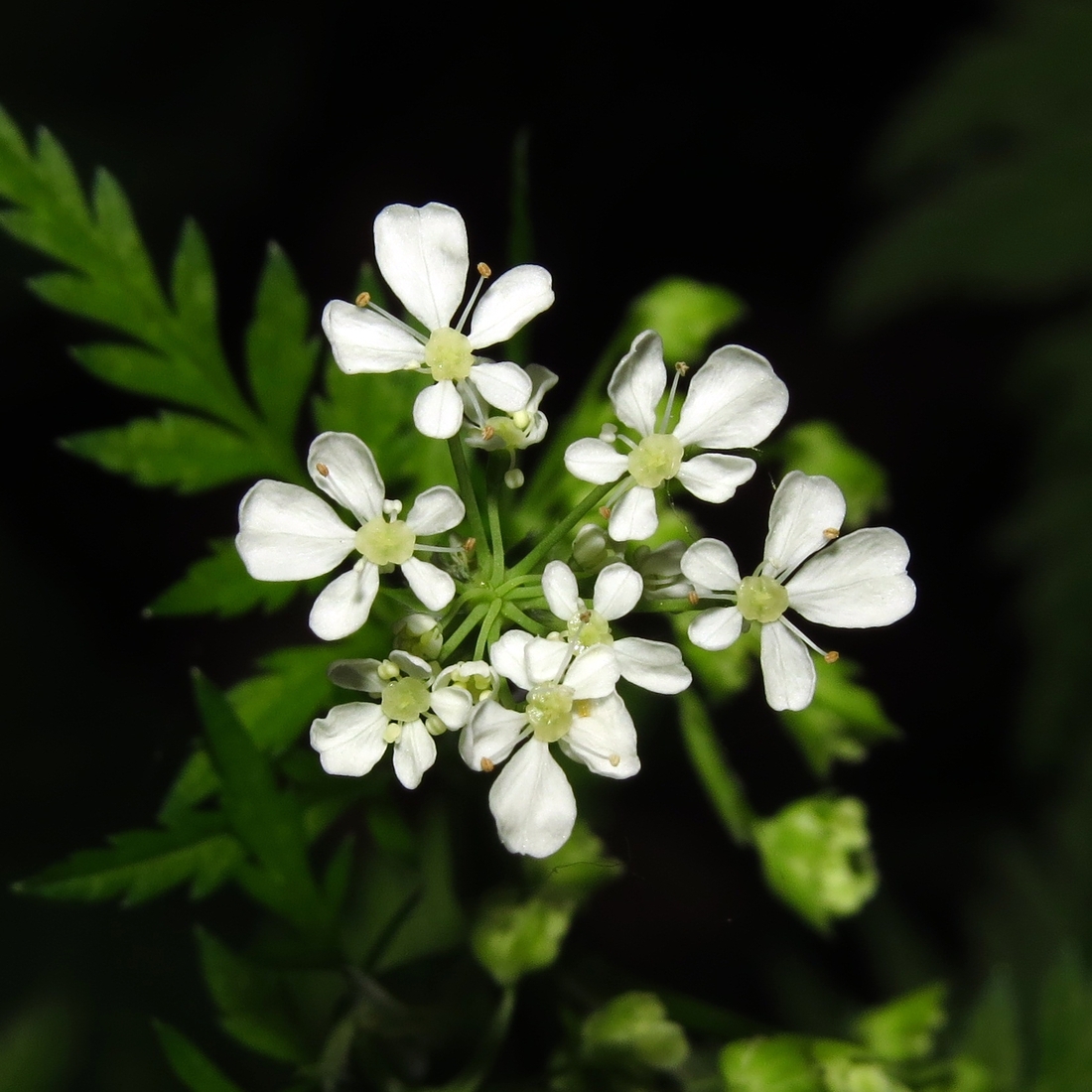 Изображение особи Anthriscus sylvestris.