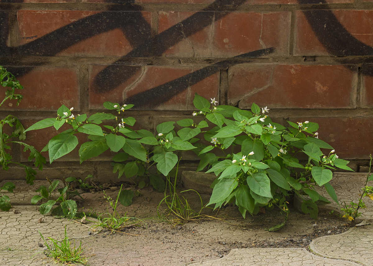 Изображение особи Solanum nigrum.